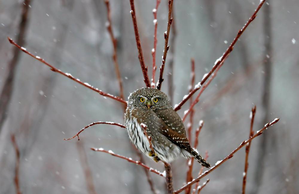 Northern Pygmy Owl